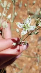 Frasera albomarginata