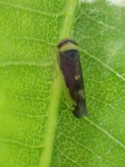 Colladonus montanus reductus