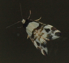 Thallarcha phalarota