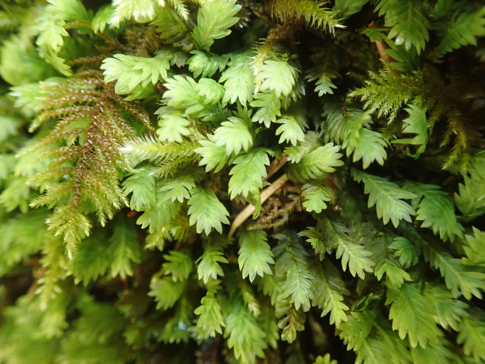 Fissidens adianthoides