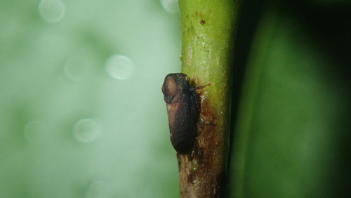 Scytodepsa