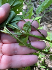 Neolasioptera eupatorii