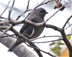 Spodiornis rusticus