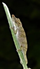 Calumma