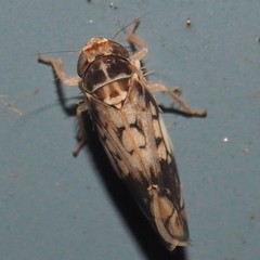 Scaphoideus obtusus