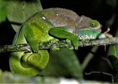 Calumma oshaughnessyi