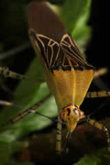 Hypselonotus lineatus