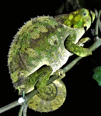 Calumma crypticum