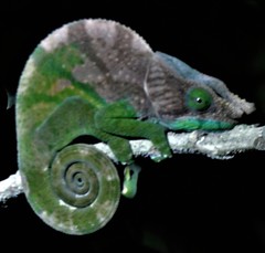 Calumma oshaughnessyi