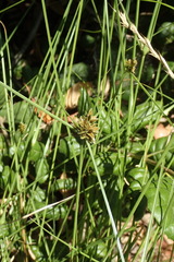 Cyperus niger