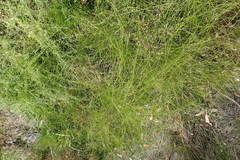 Cyperus niger