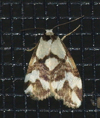 Thallarcha staurocola