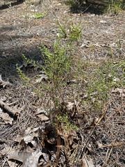 Polygonella polygama