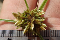 Cyperus niger