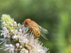 Copestylum sexmaculatum