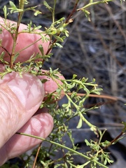 Polygonella polygama