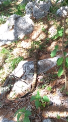 Crotalus totonacus