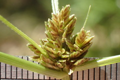 Cyperus niger