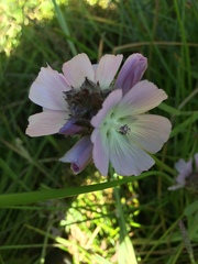 Sidalcea calycosa rhizomata