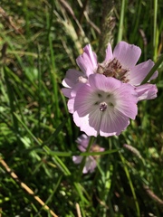 Sidalcea calycosa rhizomata