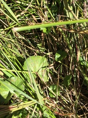 Sidalcea calycosa rhizomata