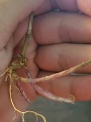 Muhlenbergia tenuiflora