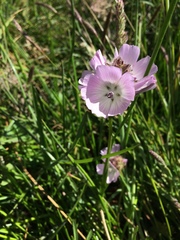 Sidalcea calycosa rhizomata