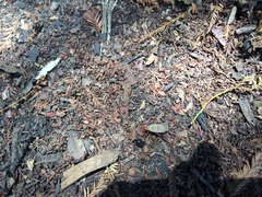 Dysdercus bimaculatus