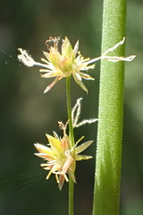 Juncus rugulosus