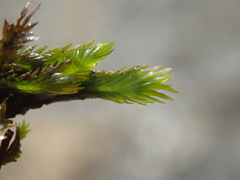 Fissidens grandifrons