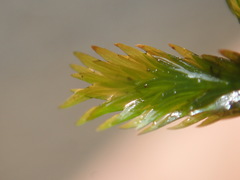 Fissidens grandifrons