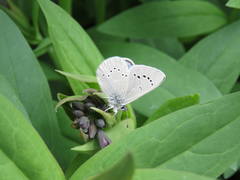 Glaucopsyche lygdamus oro