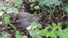 Crypturellus cinnamomeus