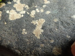 Ionaspis lacustris