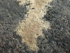 Ionaspis lacustris