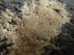 Ionaspis lacustris