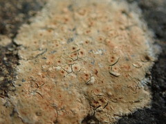 Ionaspis lacustris