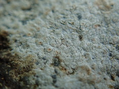 Ionaspis lacustris
