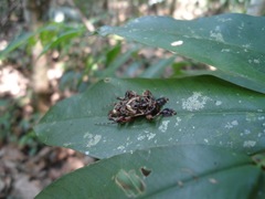 Aegomorphus lateralis