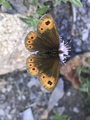 Common Alpine