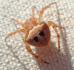 Araneus bispinosus