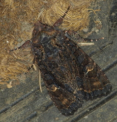 Neumichtis spumigera