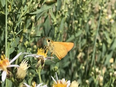 Ochlodes sylvanoides omnigena