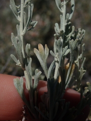 Artemisia arbuscula