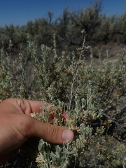 Artemisia arbuscula