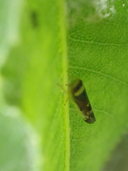 Colladonus montanus reductus