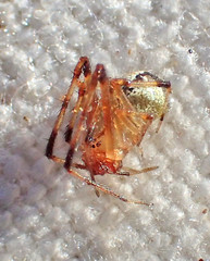 Theridion neomexicanum
