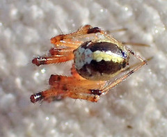Theridion neomexicanum
