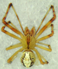 Theridion neomexicanum