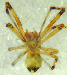 Theridion neomexicanum
